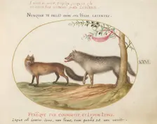 Animalia Qvadrvpedia et Reptilia (Terra): Plate XXVI, c. 1575/1580. Creator: Joris Hoefnagel