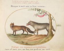 Animalia Qvadrvpedia et Reptilia (Terra): Plate XXVI, c. 1575/1580. Creator: Joris Hoefnagel