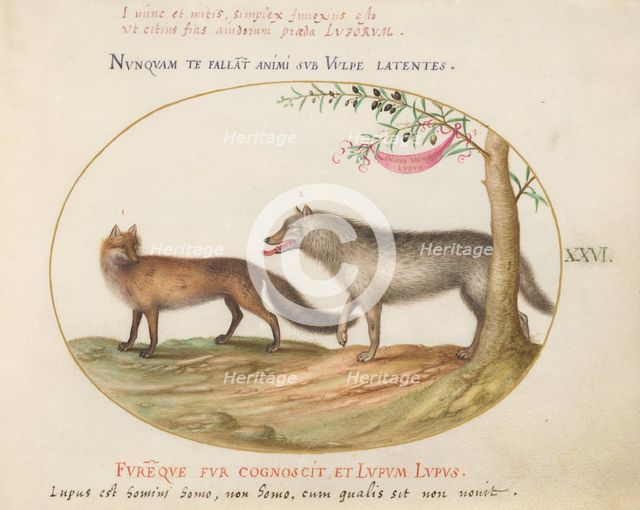 Animalia Qvadrvpedia et Reptilia (Terra): Plate XXVI, c. 1575/1580. Creator: Joris Hoefnagel.