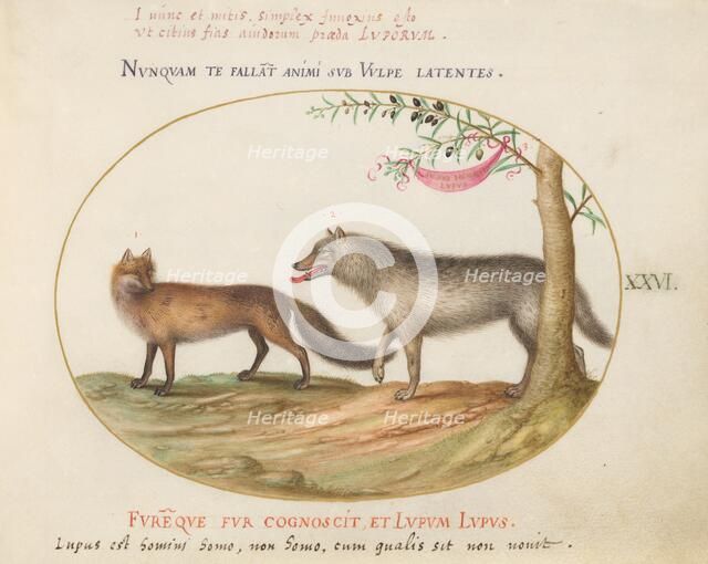 Animalia Qvadrvpedia et Reptilia (Terra): Plate XXVI, c. 1575/1580. Creator: Joris Hoefnagel.