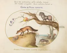 Animalia Qvadrvpedia et Reptilia (Terra): Plate XXVII, c. 1575/1580. Creator: Joris Hoefnagel