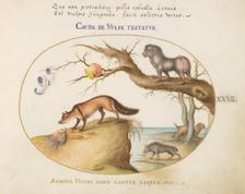Animalia Qvadrvpedia et Reptilia (Terra): Plate XXVII, c. 1575/1580. Creator: Joris Hoefnagel