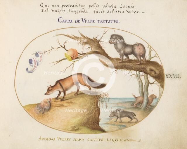 Animalia Qvadrvpedia et Reptilia (Terra): Plate XXVII, c. 1575/1580. Creator: Joris Hoefnagel.