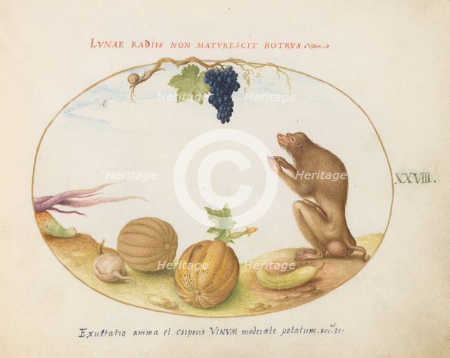 Animalia Qvadrvpedia et Reptilia (Terra): Plate XXVIII, c. 1575/1580. Creator: Joris Hoefnagel.