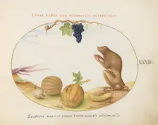 Animalia Qvadrvpedia et Reptilia (Terra): Plate XXVIII, c. 1575/1580. Creator: Joris Hoefnagel