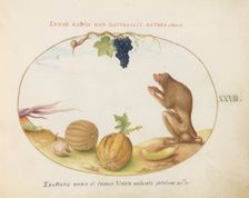 Animalia Qvadrvpedia et Reptilia (Terra): Plate XXVIII, c. 1575/1580. Creator: Joris Hoefnagel