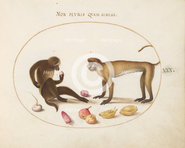 Animalia Qvadrvpedia et Reptilia (Terra): Plate XXX, c. 1575/1580. Creator: Joris Hoefnagel.
