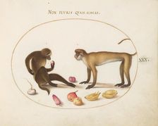 Animalia Qvadrvpedia et Reptilia (Terra): Plate XXX, c. 1575/1580. Creator: Joris Hoefnagel