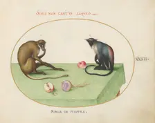 Animalia Qvadrvpedia et Reptilia (Terra): Plate XXXII, c. 1575/1580. Creator: Joris Hoefnagel