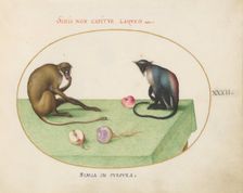 Animalia Qvadrvpedia et Reptilia (Terra): Plate XXXII, c. 1575/1580. Creator: Joris Hoefnagel