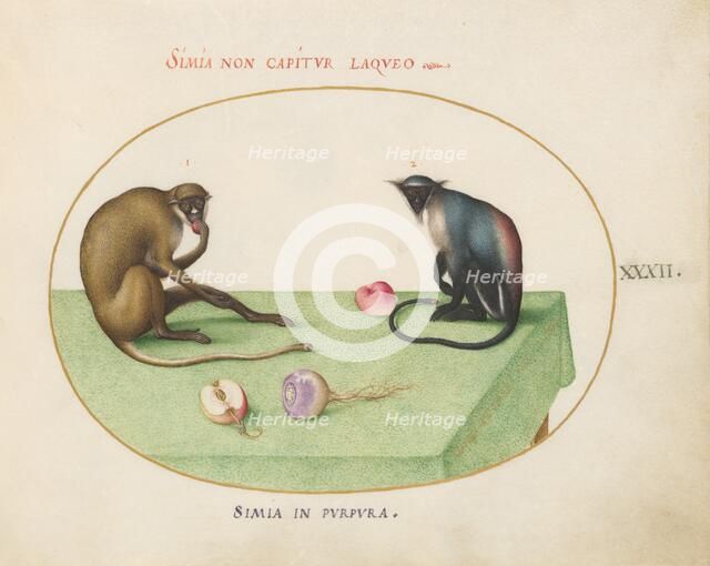 Animalia Qvadrvpedia et Reptilia (Terra): Plate XXXII, c. 1575/1580. Creator: Joris Hoefnagel.