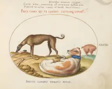 Animalia Qvadrvpedia et Reptilia (Terra): Plate XXXIV, c. 1575/1580. Creator: Joris Hoefnagel