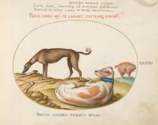 Animalia Qvadrvpedia et Reptilia (Terra): Plate XXXIV, c. 1575/1580. Creator: Joris Hoefnagel