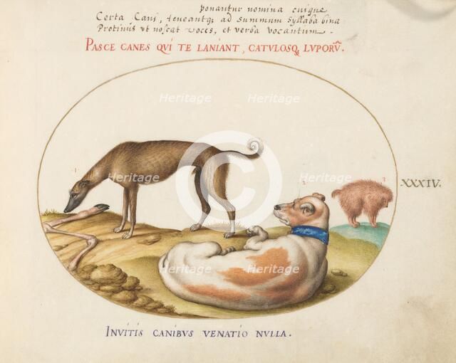 Animalia Qvadrvpedia et Reptilia (Terra): Plate XXXIV, c. 1575/1580. Creator: Joris Hoefnagel.