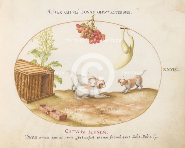Animalia Qvadrvpedia et Reptilia (Terra): Plate XXXIX, c. 1575/1580. Creator: Joris Hoefnagel.