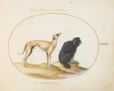 Animalia Qvadrvpedia et Reptilia (Terra): Plate XXXV, c. 1575/1580. Creator: Joris Hoefnagel