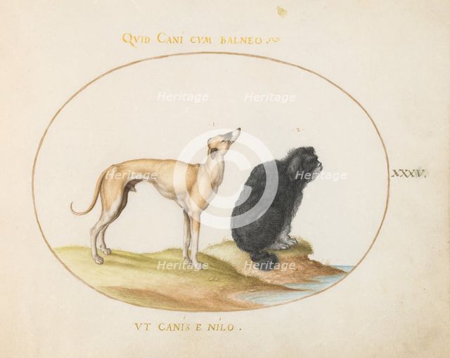 Animalia Qvadrvpedia et Reptilia (Terra): Plate XXXV, c. 1575/1580. Creator: Joris Hoefnagel.