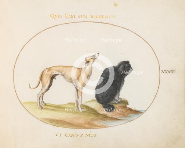 Animalia Qvadrvpedia et Reptilia (Terra): Plate XXXV, c. 1575/1580. Creator: Joris Hoefnagel.