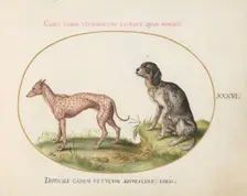 Animalia Qvadrvpedia et Reptilia (Terra): Plate XXXVI, c. 1575/1580. Creator: Joris Hoefnagel