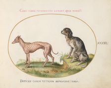 Animalia Qvadrvpedia et Reptilia (Terra): Plate XXXVI, c. 1575/1580. Creator: Joris Hoefnagel