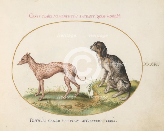 Animalia Qvadrvpedia et Reptilia (Terra): Plate XXXVI, c. 1575/1580. Creator: Joris Hoefnagel.
