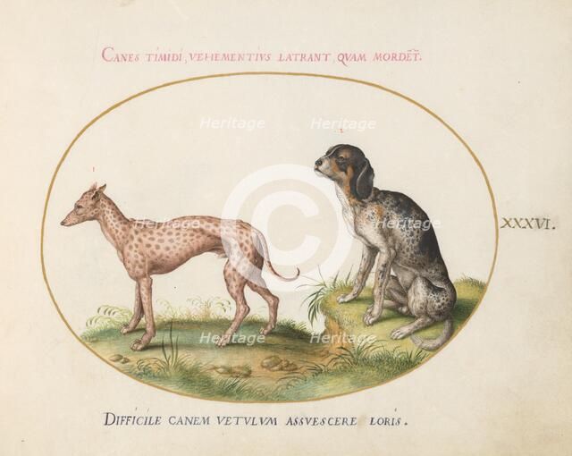 Animalia Qvadrvpedia et Reptilia (Terra): Plate XXXVI, c. 1575/1580. Creator: Joris Hoefnagel.