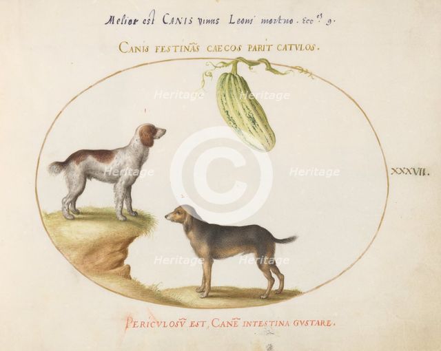 Animalia Qvadrvpedia et Reptilia (Terra): Plate XXXVII, c. 1575/1580. Creator: Joris Hoefnagel.