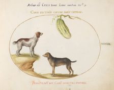 Animalia Qvadrvpedia et Reptilia (Terra): Plate XXXVII, c. 1575/1580. Creator: Joris Hoefnagel