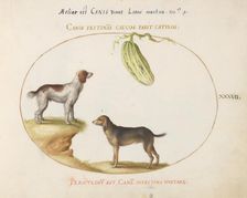 Animalia Qvadrvpedia et Reptilia (Terra): Plate XXXVII, c. 1575/1580. Creator: Joris Hoefnagel