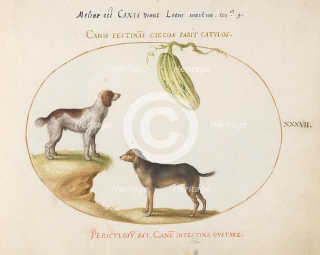 Animalia Qvadrvpedia et Reptilia (Terra): Plate XXXVII, c. 1575/1580. Creator: Joris Hoefnagel.