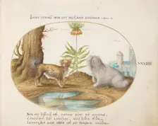 Animalia Qvadrvpedia et Reptilia (Terra): Plate XXXVIII, c. 1575/1580. Creator: Joris Hoefnagel