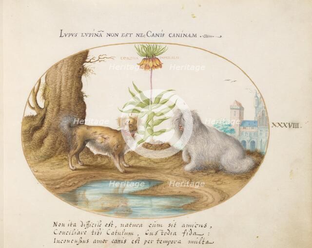 Animalia Qvadrvpedia et Reptilia (Terra): Plate XXXVIII, c. 1575/1580. Creator: Joris Hoefnagel.