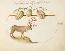 Animalia Qvadrvpedia et Reptilia (Terra): Plate XXI, c. 1575/1580. Creator: Joris Hoefnagel