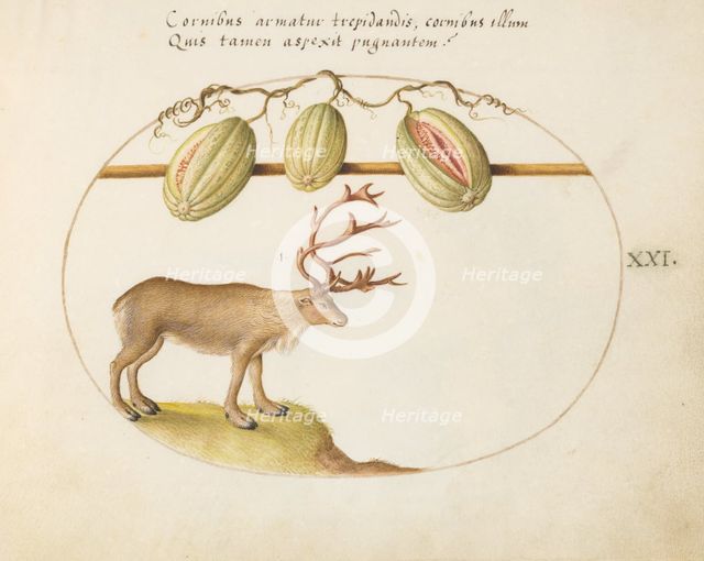 Animalia Qvadrvpedia et Reptilia (Terra): Plate XXI, c. 1575/1580. Creator: Joris Hoefnagel.