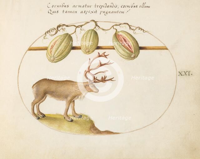 Animalia Qvadrvpedia et Reptilia (Terra): Plate XXI, c. 1575/1580. Creator: Joris Hoefnagel.