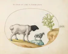 Animalia Qvadrvpedia et Reptilia (Terra): Plate XXII, c. 1575/1580. Creator: Joris Hoefnagel