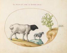 Animalia Qvadrvpedia et Reptilia (Terra): Plate XXII, c. 1575/1580. Creator: Joris Hoefnagel