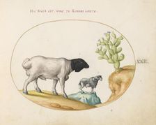 Animalia Qvadrvpedia et Reptilia (Terra): Plate XXII, c. 1575/1580. Creator: Joris Hoefnagel