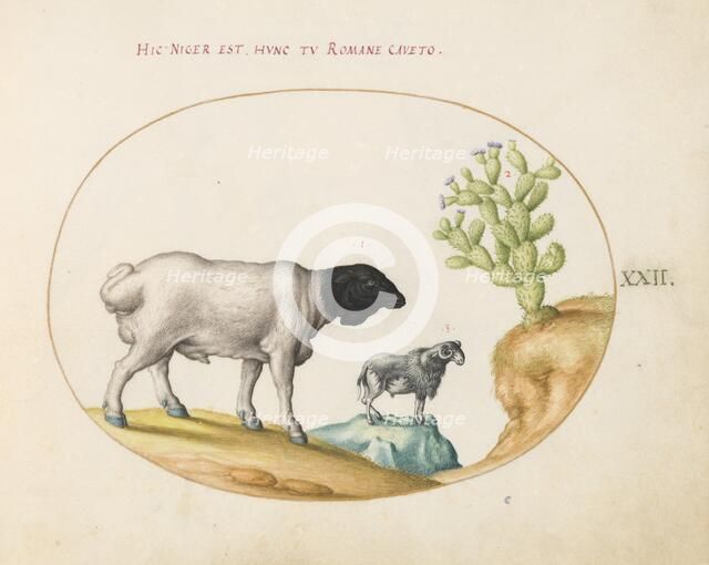 Animalia Qvadrvpedia et Reptilia (Terra): Plate XXII, c. 1575/1580. Creator: Joris Hoefnagel.