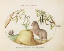 Animalia Qvadrvpedia et Reptilia (Terra): Plate XXIII, c. 1575/1580. Creator: Joris Hoefnagel