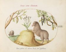 Animalia Qvadrvpedia et Reptilia (Terra): Plate XXIII, c. 1575/1580. Creator: Joris Hoefnagel