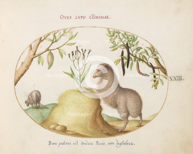 Animalia Qvadrvpedia et Reptilia (Terra): Plate XXIII, c. 1575/1580. Creator: Joris Hoefnagel.