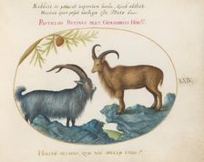 Animalia Qvadrvpedia et Reptilia (Terra): Plate XXIV, c. 1575/1580. Creator: Joris Hoefnagel