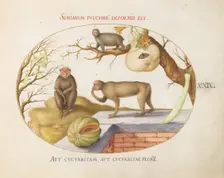 Animalia Qvadrvpedia et Reptilia (Terra): Plate XXIX, c. 1575/1580. Creator: Joris Hoefnagel