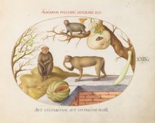 Animalia Qvadrvpedia et Reptilia (Terra): Plate XXIX, c. 1575/1580. Creator: Joris Hoefnagel