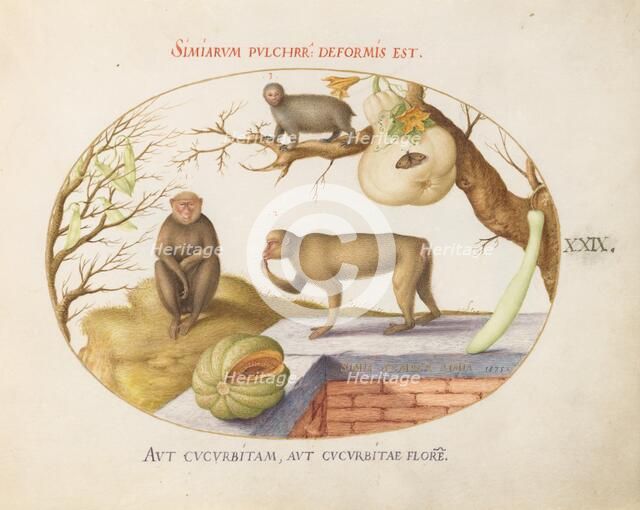 Animalia Qvadrvpedia et Reptilia (Terra): Plate XXIX, c. 1575/1580. Creator: Joris Hoefnagel.