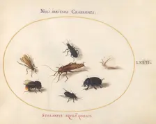 Animalia Rationalia et Insecta (Ignis): Plate LXVII, c. 1575/1580. Creator: Joris Hoefnagel