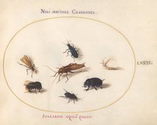 Animalia Rationalia et Insecta (Ignis): Plate LXVII, c. 1575/1580. Creator: Joris Hoefnagel