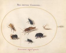 Animalia Rationalia et Insecta (Ignis): Plate LXVII, c. 1575/1580. Creator: Joris Hoefnagel
