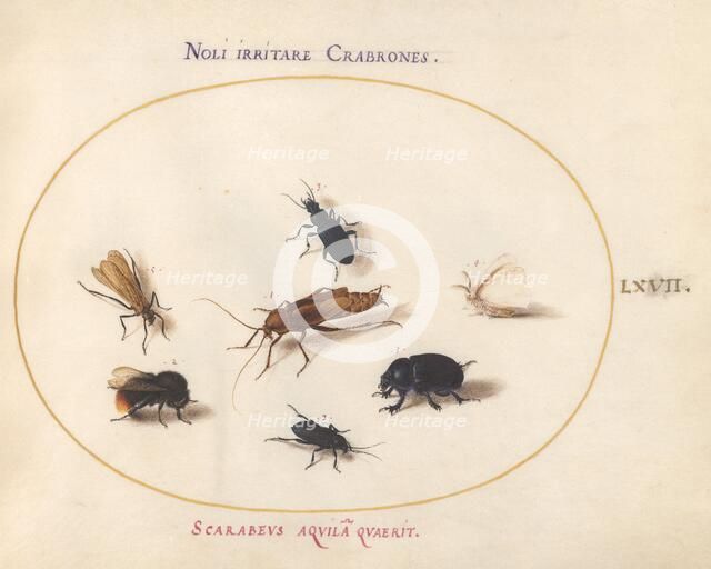 Animalia Rationalia et Insecta (Ignis): Plate LXVII, c. 1575/1580. Creator: Joris Hoefnagel.